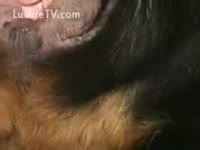 Gay beastiality video giving blowjob to a dog